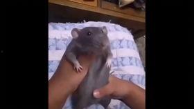 卧鼠藏虫,揭秘神秘生物的生存智慧